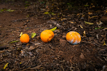 Orange life cycle. From being small to be rotten.