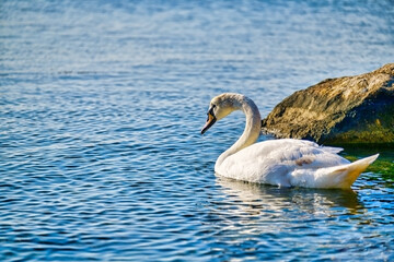 white swan swimming in the water