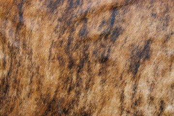 Close up of cow hide - obrazy, fototapety, plakaty
