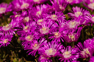 Obraz premium close up of a bunch of purple flowers