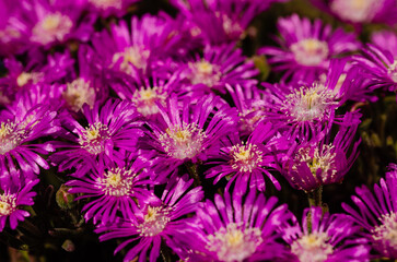 Obraz premium close up of a bunch of purple flowers