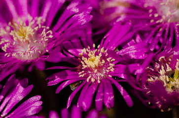 close up of a bunch of purple flowers