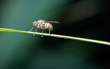 close-up view of a fly - very small details visible