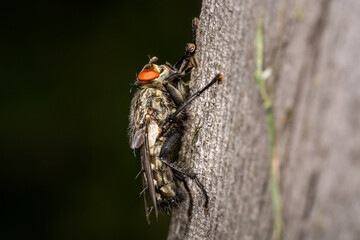 close-up view of a fly - very small details visible