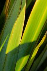 Obraz na płótnie Canvas Close up of backlit palm leaves