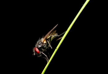 close-up view of a fly - very small details visible
