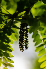 close up of backlit leaves and seeds