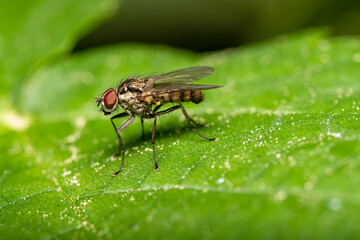 Fototapeta premium close-up view of a fly - very small details visible