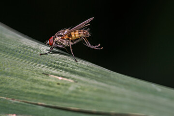 close-up view of a fly sitting on a leaf. Impressiv example for macrophotography