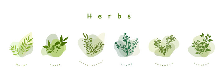 Color herbs on white background. Minimalistic botanical elements for design of cosmetics or spices. Hand-drawn design concept. Vector illustration