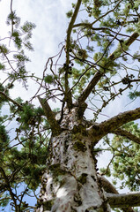 Pine tree with sky background