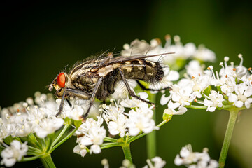 close-up view of a fly - very small details visible