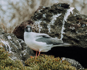 Lava Gull resting on a rocky shore with lush vegetation at North Seymour, Galapagos, Ecuador