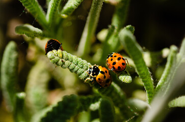 Close up of a ladybug on a lavender plant
