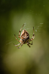 Close up of a tiny spider