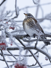 Fieldfare