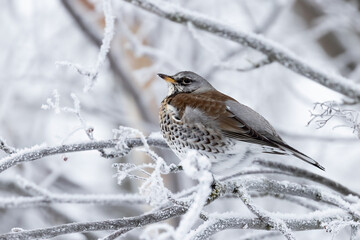 Fieldfare