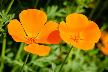 Fototapeta premium Close up of a couple of orange flowers