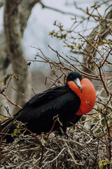 Magnificent frigate bird in nest with red chest pouch in North Seymour Galapagos