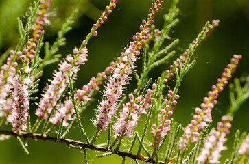 Close up of little pink flowers