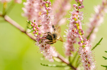 Close up of a bee on little pink flowers