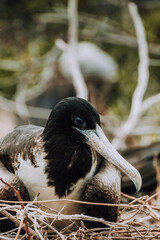 Female Magnificent frigate bird in nest in North Seymour Galapagos
