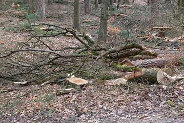 Wald_012
