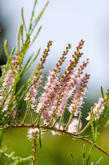 Close up of little pink flowers