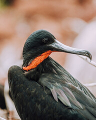 Magnificent frigate bird in nest with red chest pouch in North Seymour Galapagos