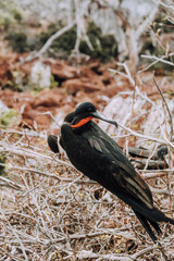 Magnificent frigate bird in nest with red chest pouch in North Seymour Galapagos