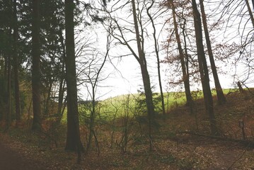 Wald_013
