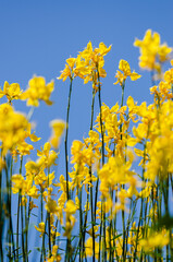 field of yellow flowers with blue sky background