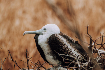 Female Magnificent frigate bird in North Seymour Galapagos