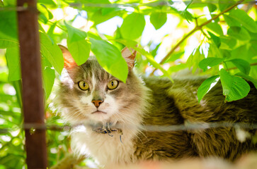 Portrait of a cat in the garden