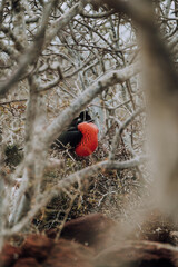 Male Magnificent frigate bird with red pouch North Seymour Galapagos