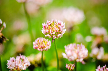 Close up of pink clover flowers