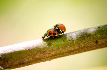 Close up of a couple of ladybugs on a branch