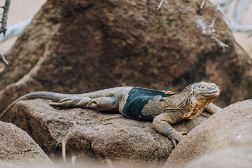 Land iguana on Galapagos Islands