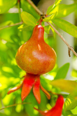 Close up of a flower bud