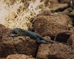 Galapagos Land Iguana sunbathing on the rocks. 