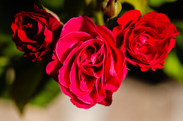 Close up of a bunch of pink roses
