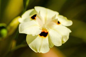 Obraz premium Close up of a white flower with black dots