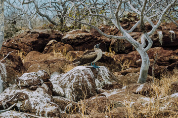 Blue Footed Booby, North Seymour, Galapagos, Vertical 