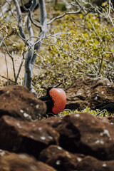 Magnificent frigate bird puffing his red chest globe  in North Seymour Galapagos