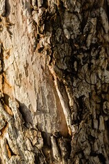 Texture of bark of a tree