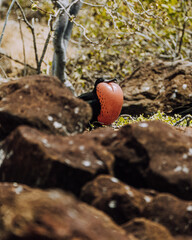 Magnificent frigate bird inflating his red chest globe in North Seymour Galapagos