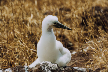 Juvenile blue-footed booby, North Seymour, Galapagos 