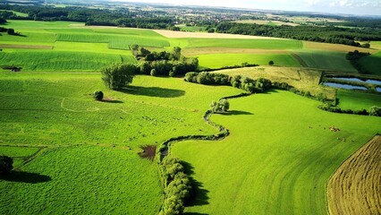 rice fields