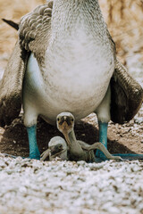 Chicks of blue footed booby in legs of mother - Galapagos Islands