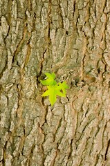 Close up of a leaf on tree bark